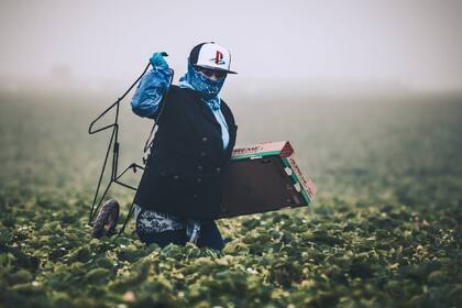 Muchos de los trabajadores agrícolas son indocuentados