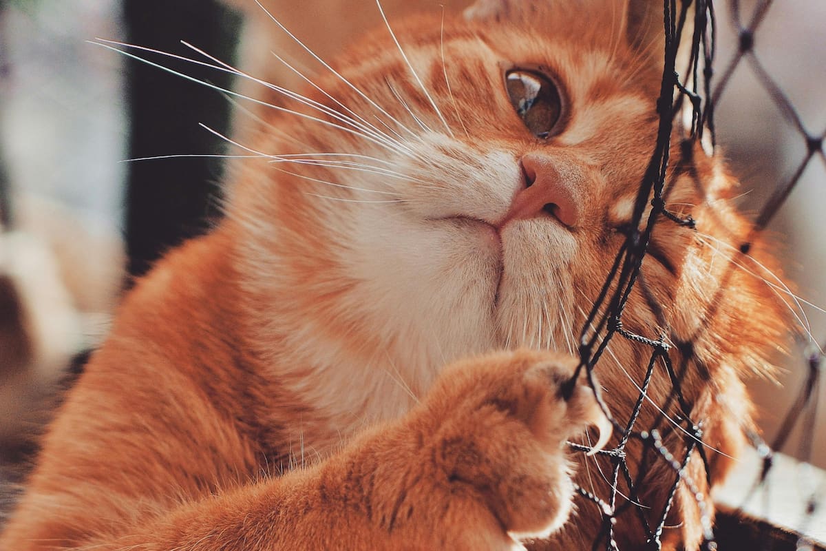 Muchos dueños de gatos no tienen clara la frecuencia con la que deben cortarles las uñas