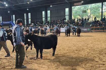 Muchos en el sector agropecuario definen como “histórico” al escenario que está hoy la ganadería argentina