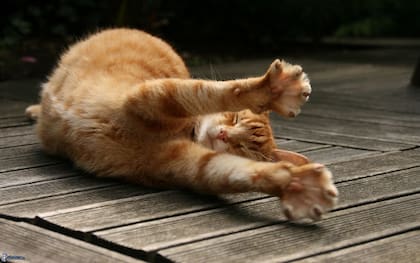 Muchos felinos de relajan al realizar esta acción