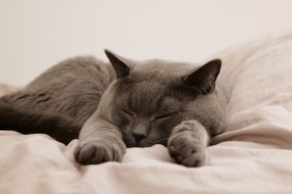 Muchos felinos requieren tratamiento continuo para mantener una vida digna y confortable