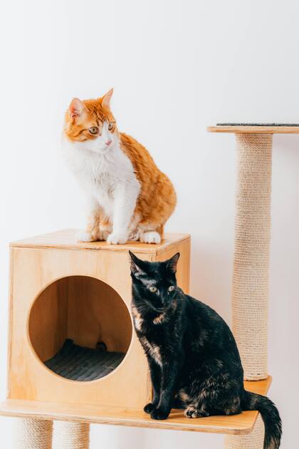 Muchos gatos pueden preferir que sea en altura