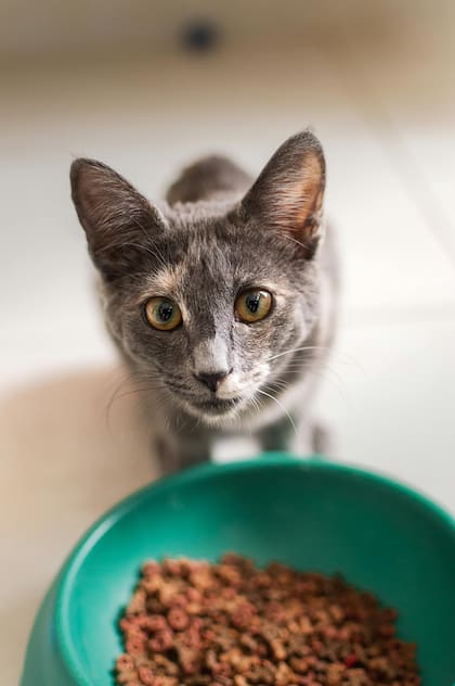 Muchos gatos que están por morir disminuyen su alimentación