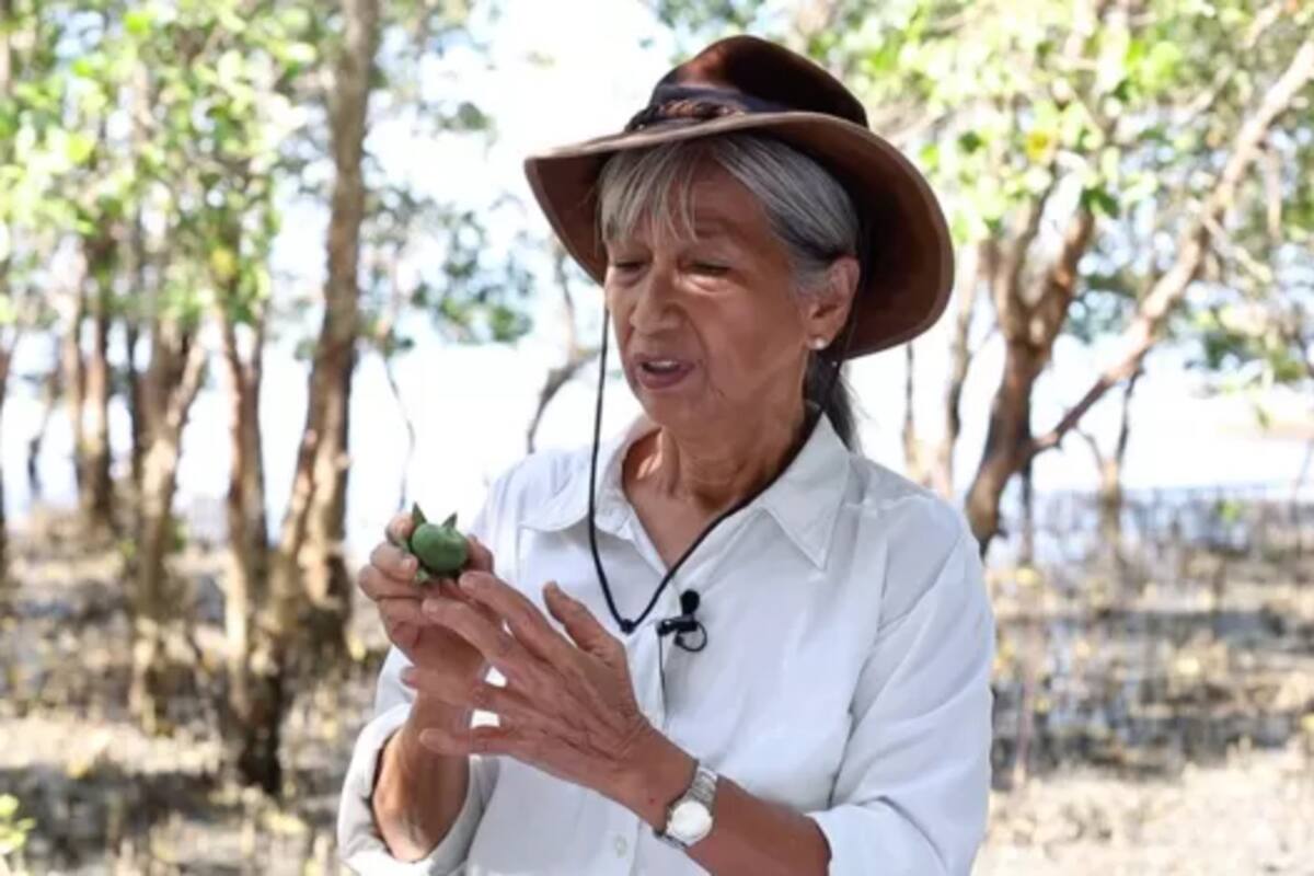 Muchos países anuncian grandes plantaciones de árboles para mitigar el cambio climático, pero la realidad puede distar mucho de las promesas