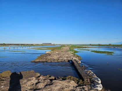 Muchos productores buscan anticiparse a mayores lluvias