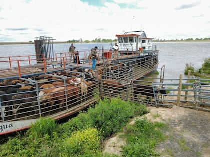 Muchos productores por precaución eligen trasladar los animales hacia otros lugares en prevención de mayores crecidas durante los próximos meses