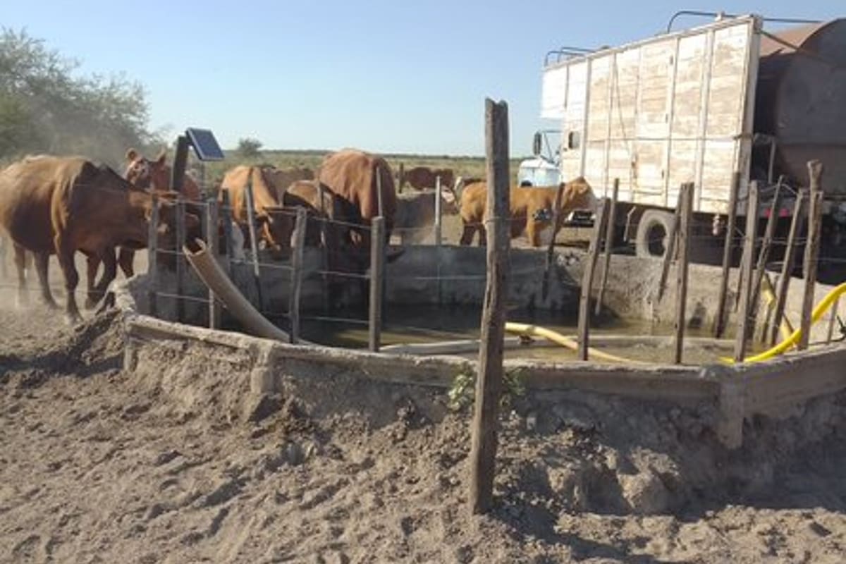 Muchos tratan de mantener a salvo los animales comprando agua. Twitter