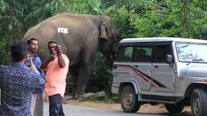 Muchos turistas se acercan al pueblo solo para ver al elefante