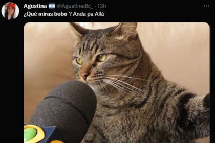 Muchos usuarios recordaron al gato que horas atrás había sido el foco de atención (Captura Twitter)