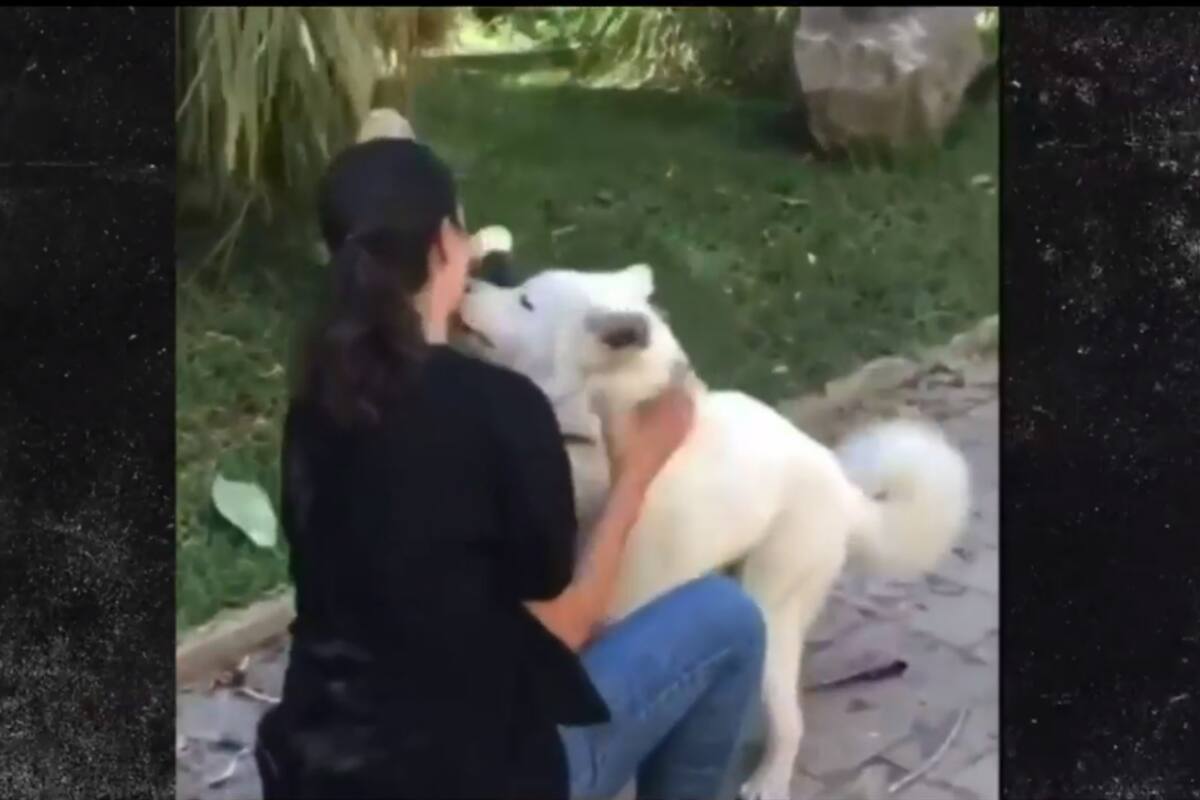 Muchos vecinos de Beirut lograron reencontrarse con sus mascotas tras la explosión