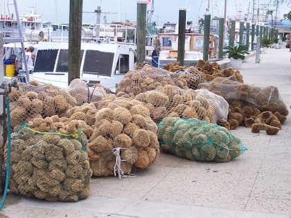 Muchos visitan la ciudad para apreciar la gran variedad de esponjas marinas