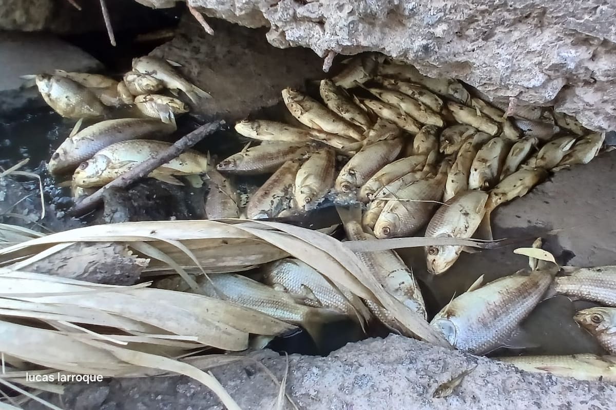Muerte masiva de peces en Carmen de Areco, una dramática postal que se repite