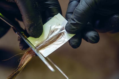 Muestra de pelos para hacer prueba genómica