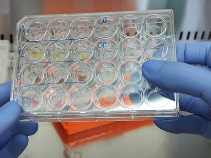 Muestras de piel humana reconstruida para testear productos cosméticos