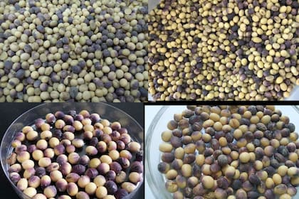 Muestras de semilla de soja infectadas con C. kikuchii, con elevados valores de incidencia de mancha púrpura, relevados durante las últimas campañas: A) San Francisco de Laishy, Formosa, junio 2016 (izquierda arriba); B) Villa Mercedes, San Luis, mayo 2016 (izquierda abajo); C) Roldán, Santa Fe, abr