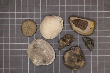 Muestras representativas de la fauna moderna (tres muestras izquierdas) y de la fauna paleozoica (cuatro muestras derechas)