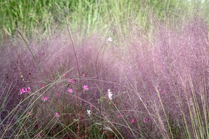 Muhlenbergia capillaris y otras especies de follaje liviano