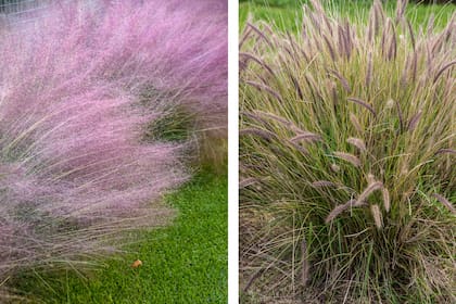 Muhlenbergia capillaris y Pennisetum setaceum