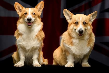 Muick y Sandy, los corgis que acompañaron a la reina Isabel II en sus últimos años