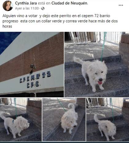 Mujer denunció el abandono de un perro en una escuela neuquina