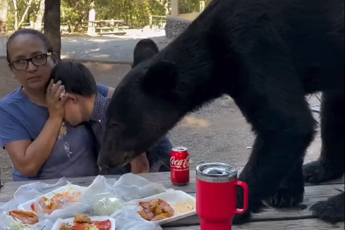 Mujer mantiene un encuentro muy cercano con un oso en México