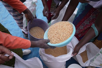 Mujeres comparten guisantes durante un reparto de ayuda alimentaria en el distrito de Mangwe en el suroeste de Zimbabue, el viernes 22 de marzo de 2024