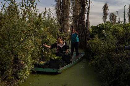 Mujeres que están luchando por preservar las milenarias islas de cultivo de Ciudad de México