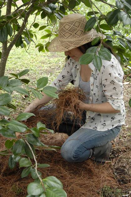 Mulch para proteger el suelo y las raíces de las heladas