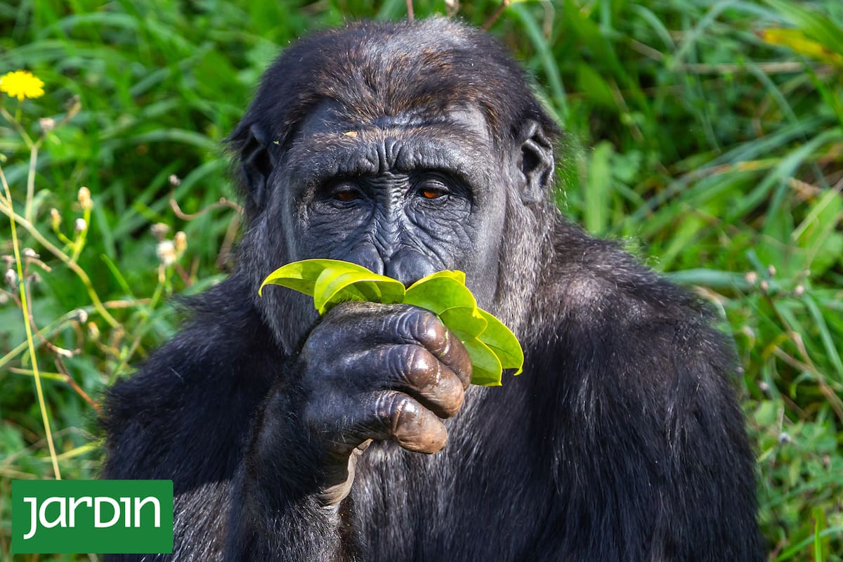 Múltiples especies recurren a recursos naturales para tratarse y prevenir enfermedades