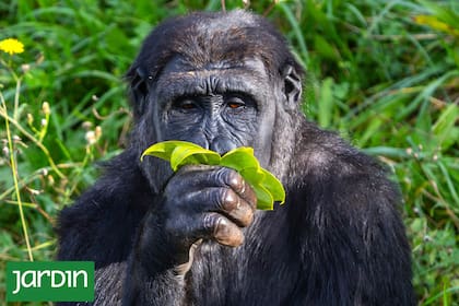 Múltiples especies recurren a recursos naturales para tratarse y prevenir enfermedades