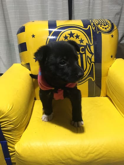 Mumi, la cachorra que rescató el hombre oriundo de Rosario