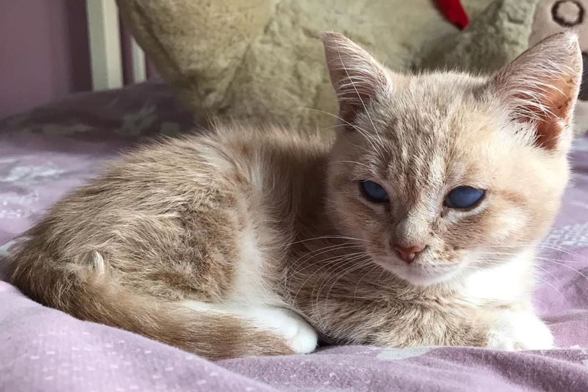 Munchie tiene siete meses y sufre una rara enfermedad que condiciona su crecimiento
