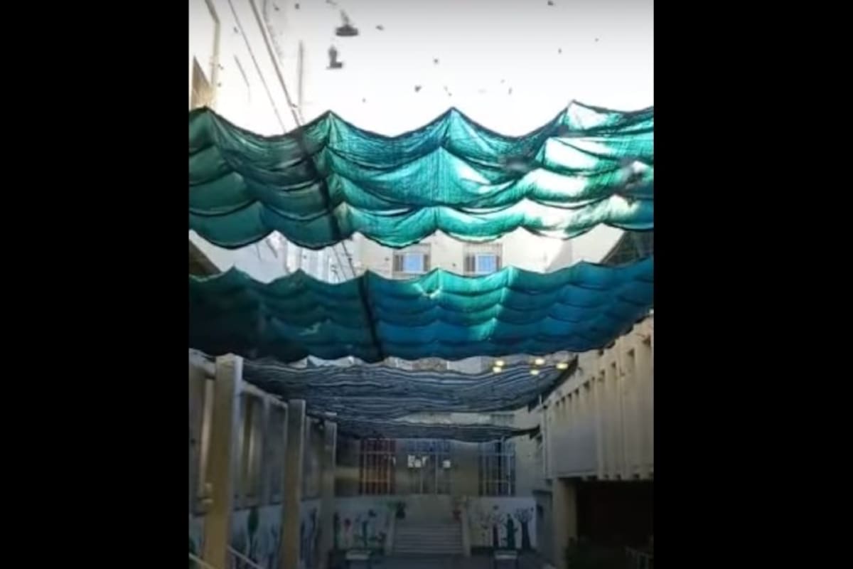 Murciélagos invadieron el patio del colegio Dante Alighieri