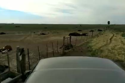 Murieron 155 vaquillonas en un campo