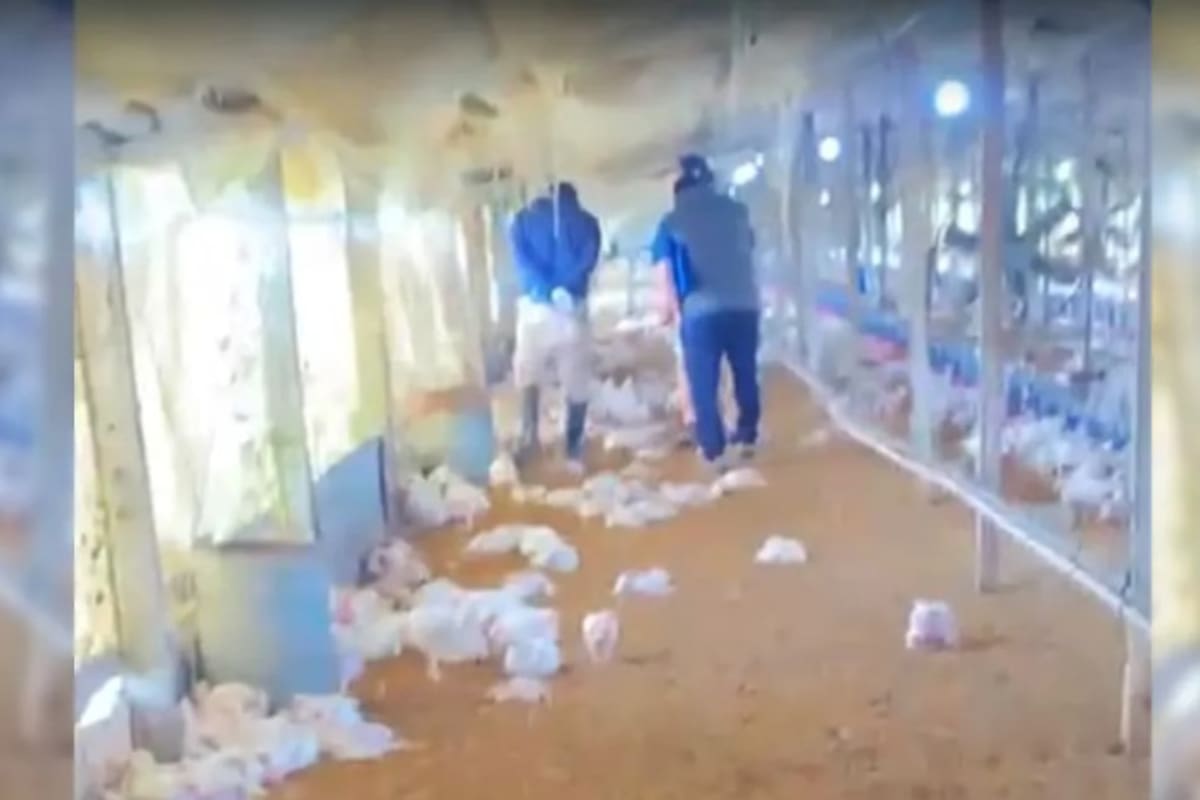 Murieron 2000 pollos y otros 1000 morirán por las heridas recibidas o serán sacrificados