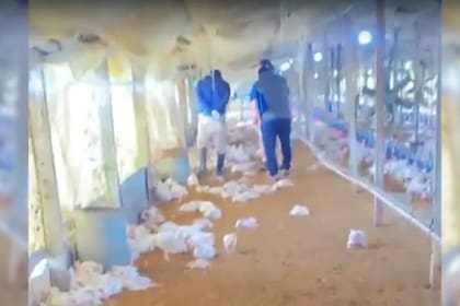 Murieron 2000 pollos y otros 1000 morirán por las heridas recibidas o serán sacrificados