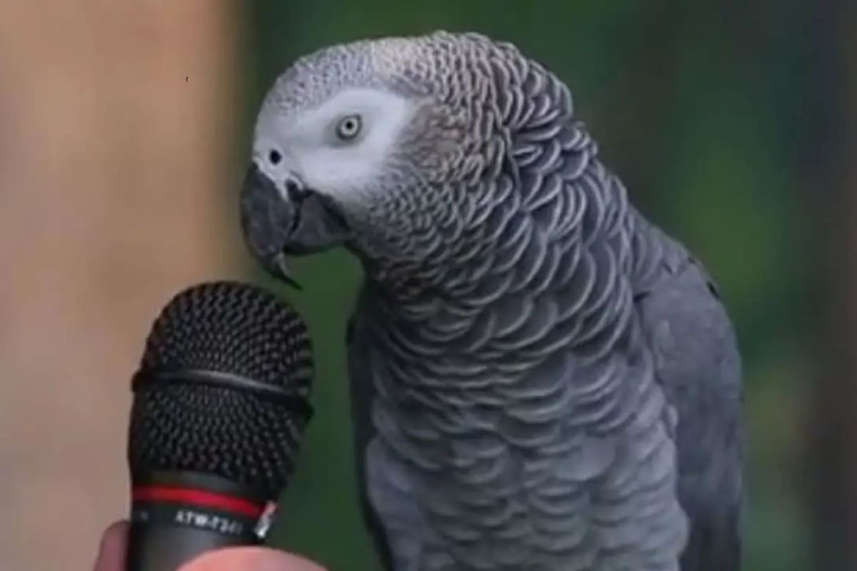 Murió Einstein, el loro que utilizaba hasta 80 palabras de forma espontánea