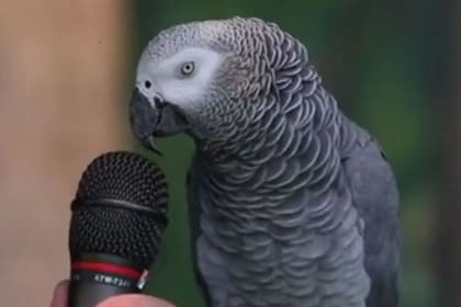 Murió Einstein, el loro que utilizaba hasta 80 palabras de forma espontánea