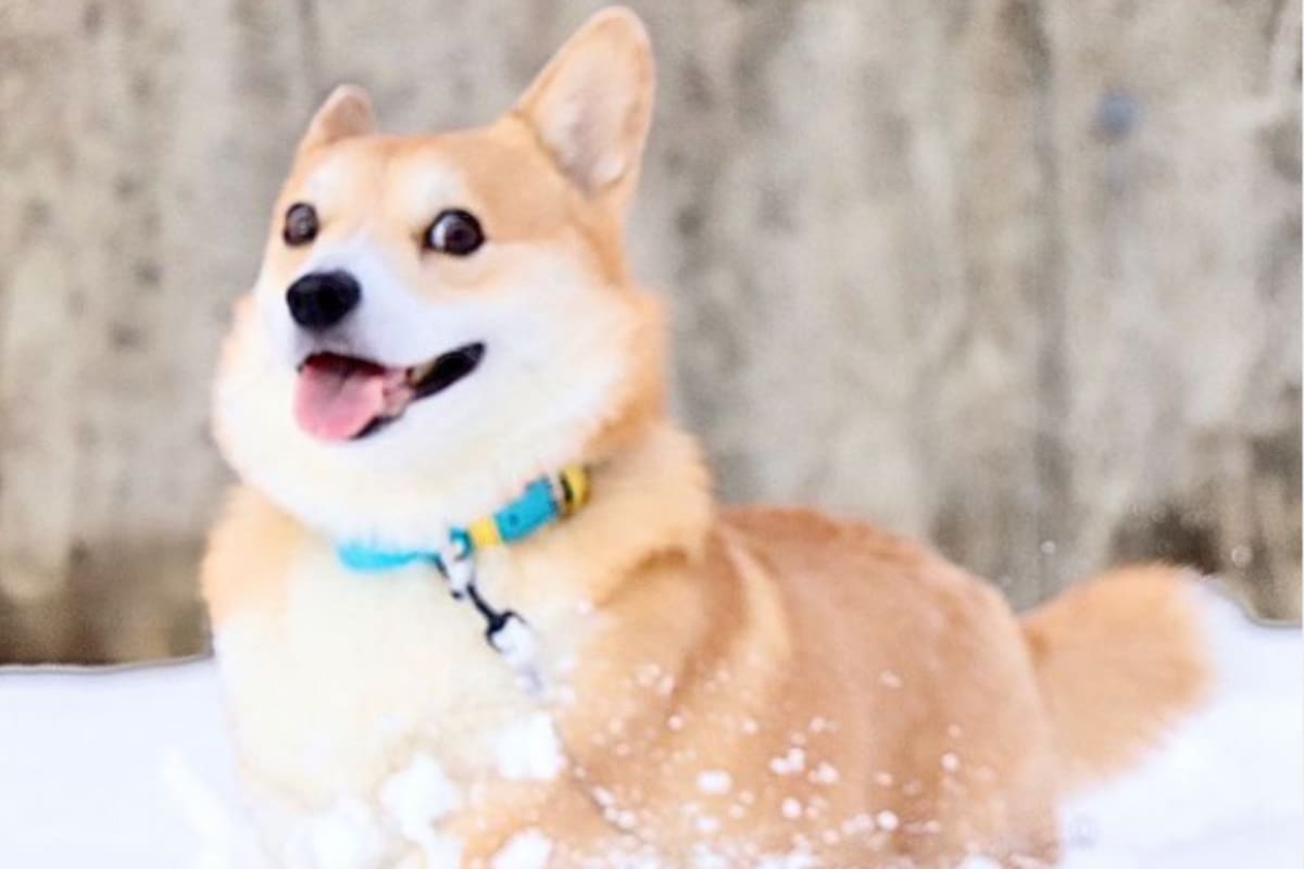 Murió Gen, el perro corgi que se hizo viral en las redes sociales por sus curiosas muecas Foto: Instagram @genthecorgi
