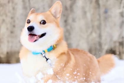 Murió Gen, el perro corgi que se hizo viral en las redes sociales por sus curiosas muecas Foto: Instagram @genthecorgi