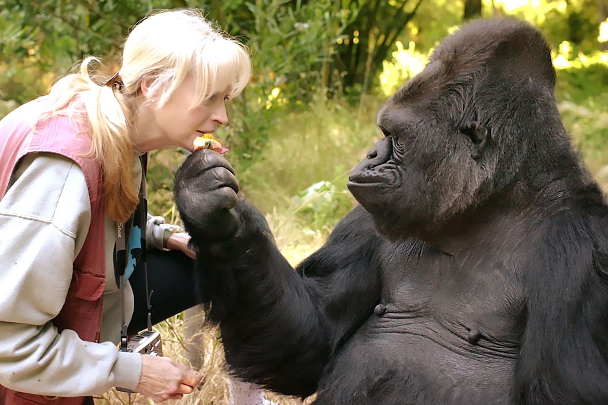 Murió Koko, el gorila que conocía centenares de palabras