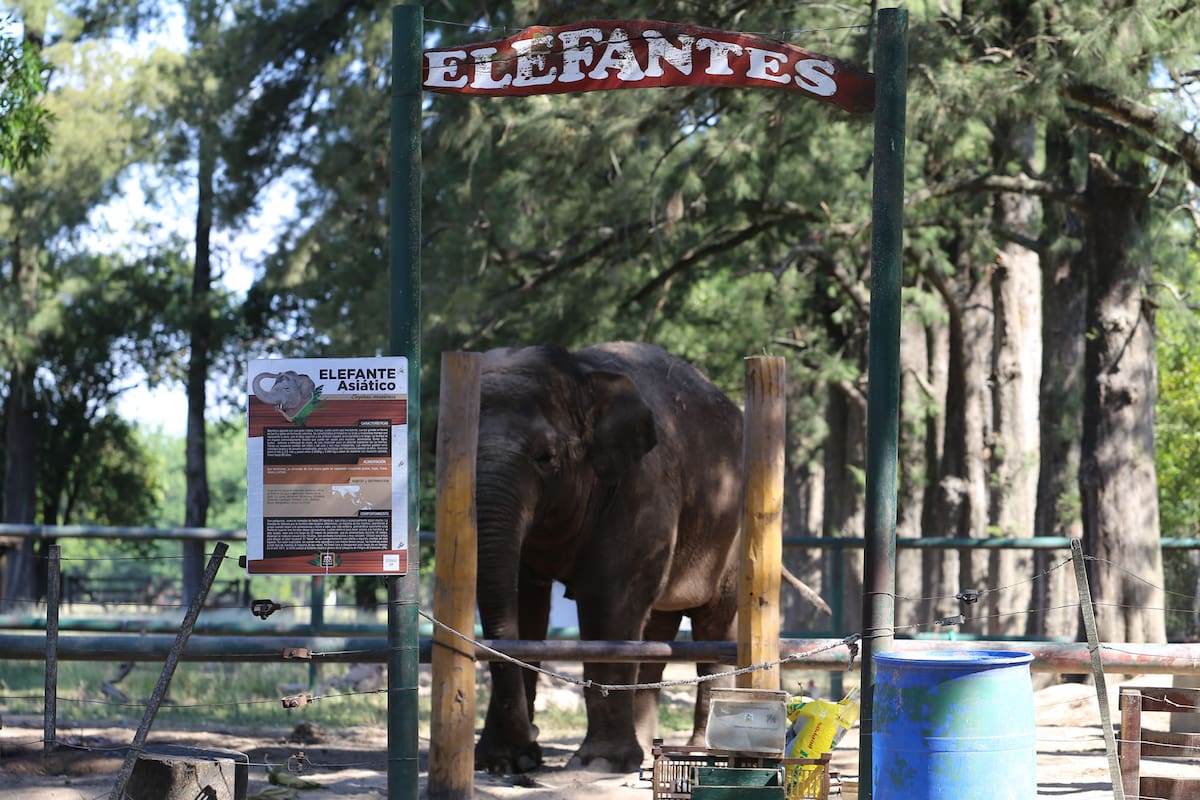 Murió Sharima la elefanta del Zoo de Luján