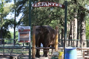 Conmoción. Murió Sharima, la elefanta del clausurado zoo de Luján