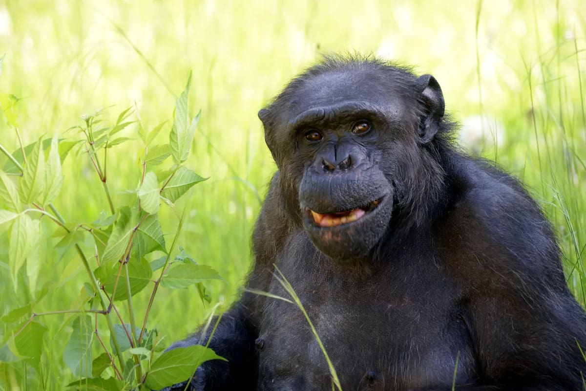Murió Tomy, el chimpancé de 49 años que vivió en el Bioparque de La Plata desde los tres (Foto: 0221)