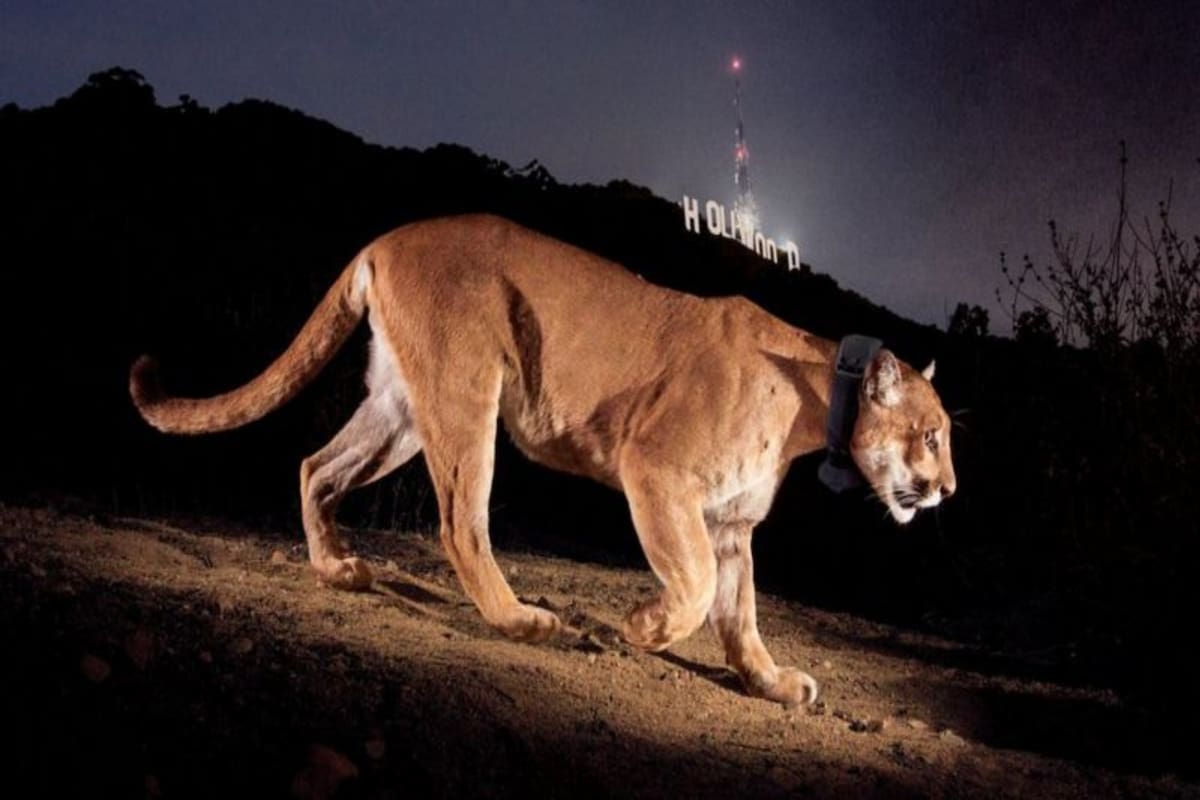 Murió un puma icónico, el "Brad Pitt de los leones de montaña"
