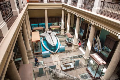 Museo de Ciencias Naturales de La Plata.