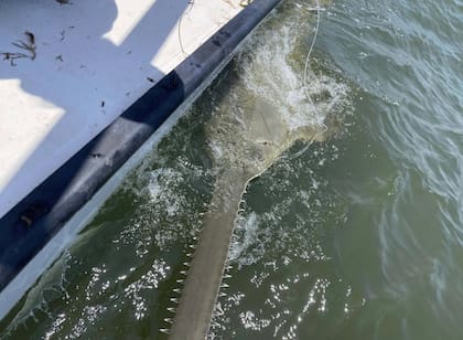 Los ejemplares de peces sierra solían ser abundantes cerca de Florida