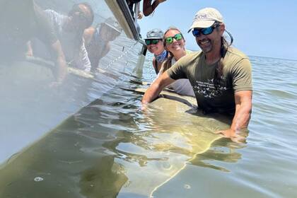 El pez sierra fue capturado durante una clase anual de tiburones, co-impartida por la Universidad Estatal de Florida y la Universidad de Florida
