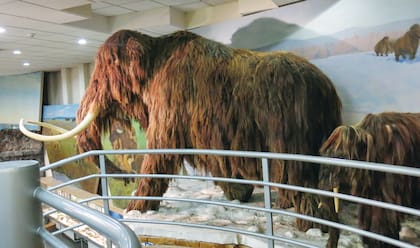 Museo del Mamut. Los restos más antiguos tienen 32.000 años