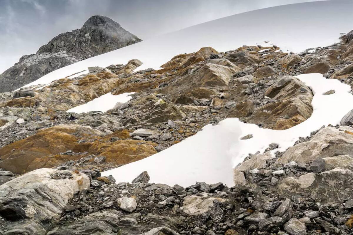 Musgos, líquenes y aves no reportadas sobre los 4.000 metros de altura de la cordillera de los Andes colonizan rocas desnudas por el deshielo del último glaciar en Venezuela